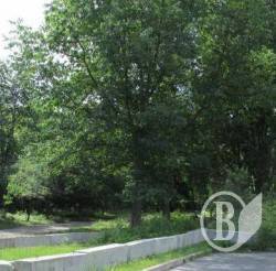 Чому порізали дерева на Кордівці в районі вулиці Савчука